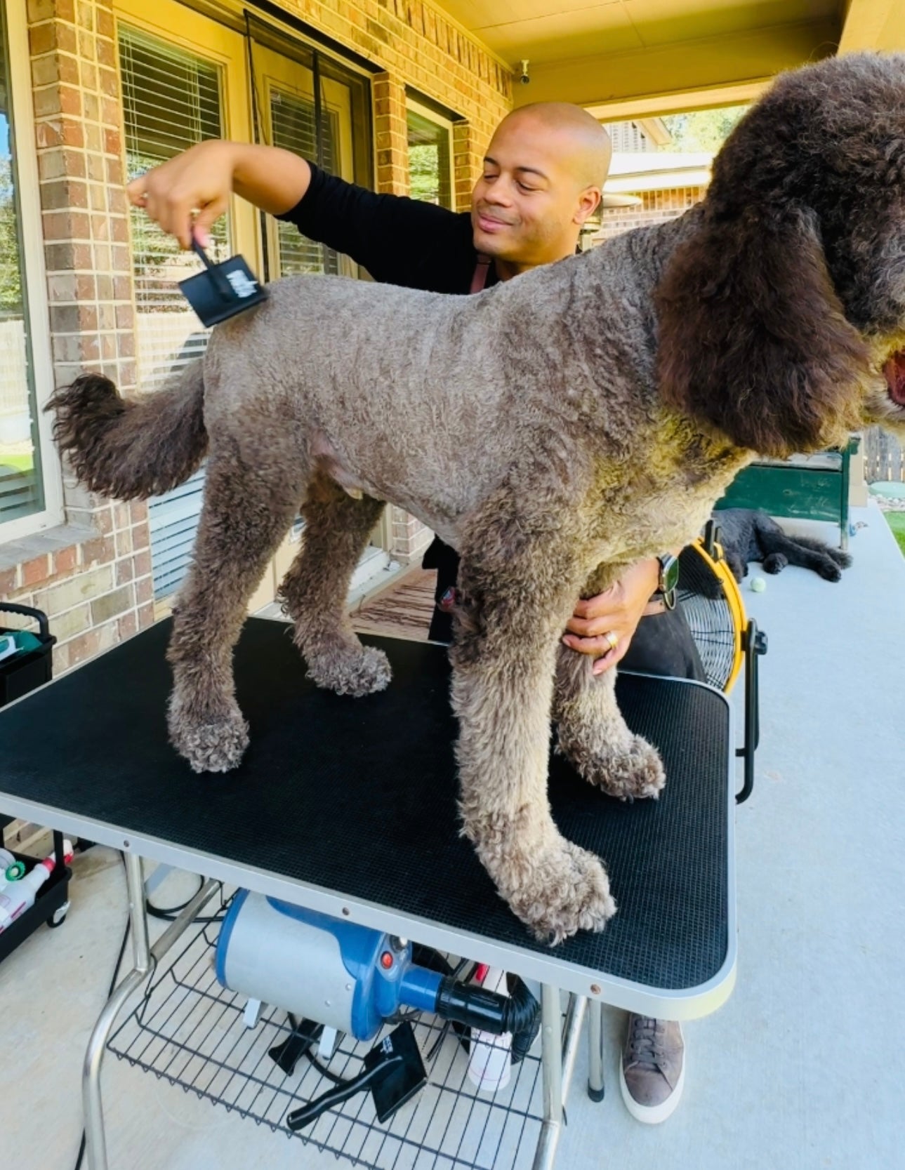 A Goldendoodle owner grooming their dog at home on an outdoor patio. The owner uses a slicker brush on the large brown Goldendoodle, with grooming tools and a blower visible on the setup table, highlighting DIY pet grooming in a home environment.