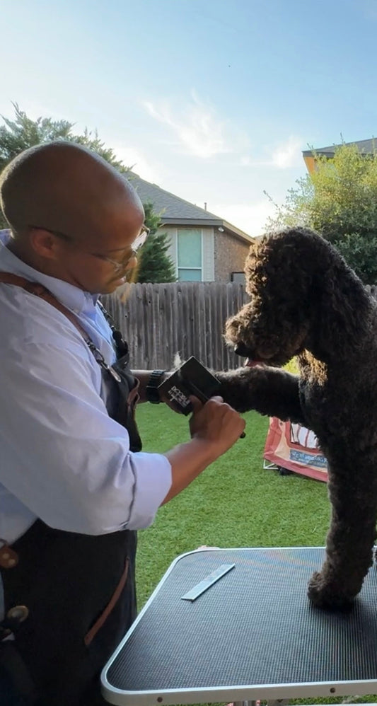 Grooming Your Doodle Like a Pro (Without the Drama) A backyard, a brush, and a very good boy.