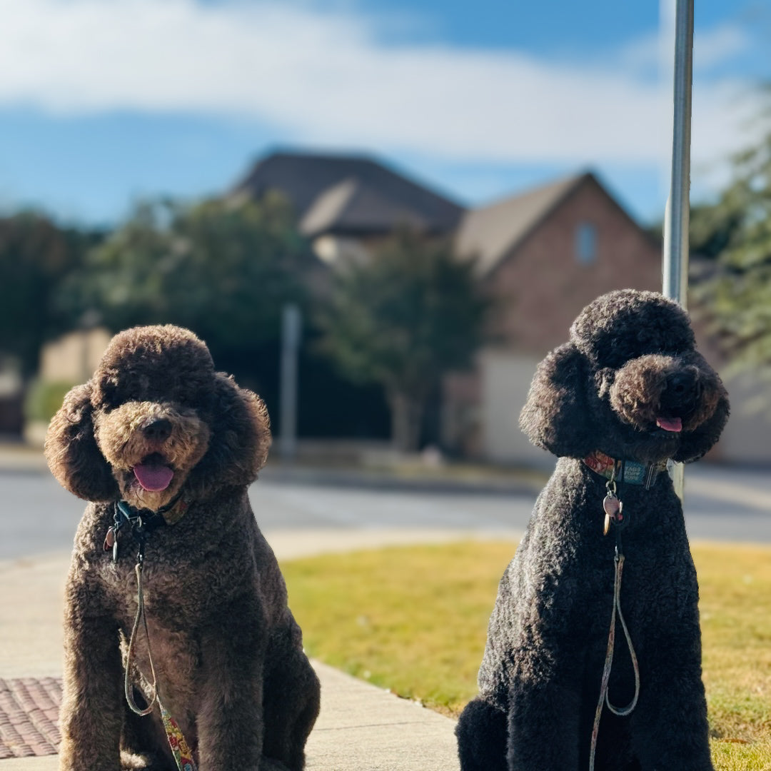Why We Brush?…