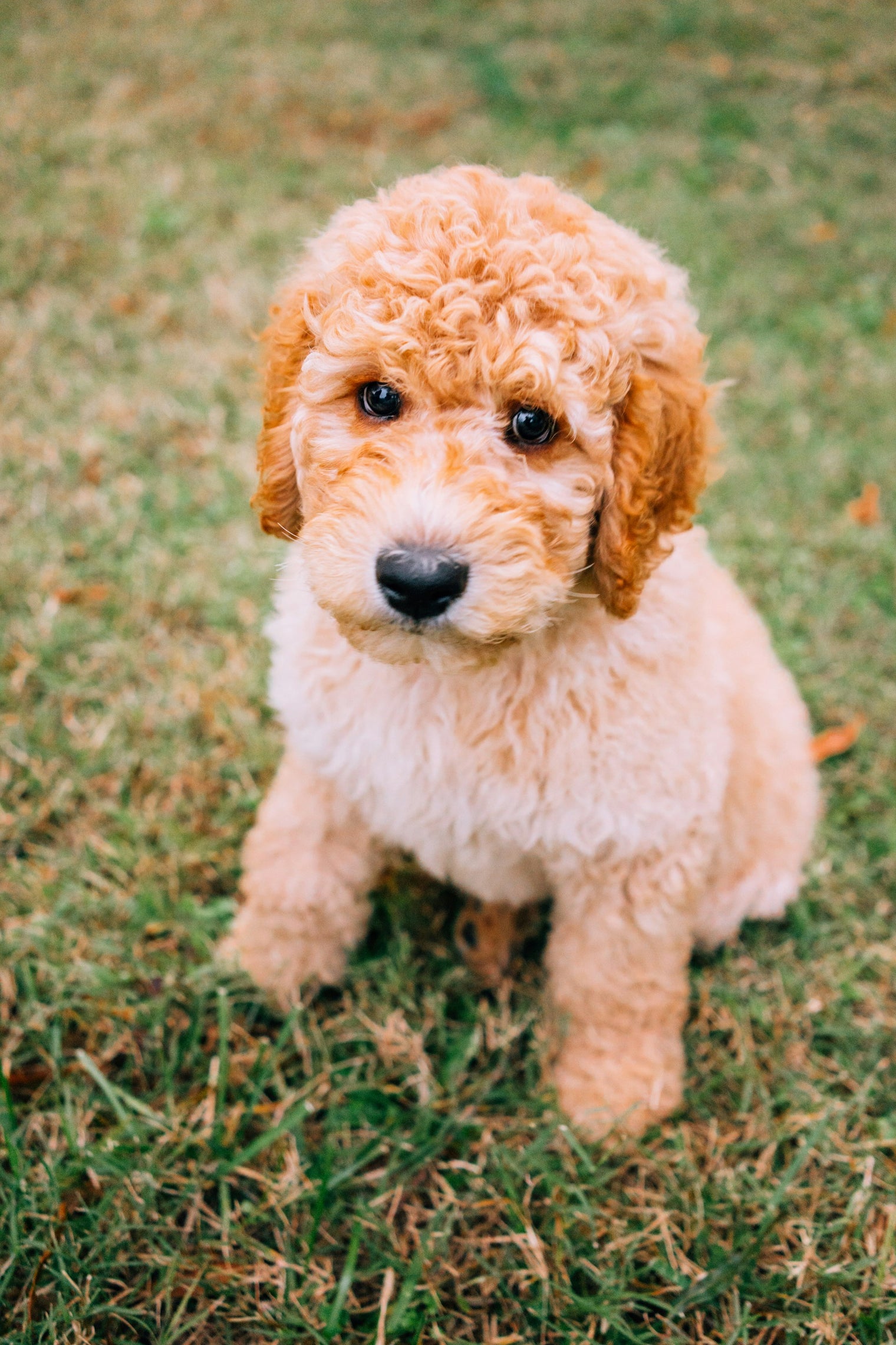 The Ultimate Guide to Grooming Your Goldendoodle