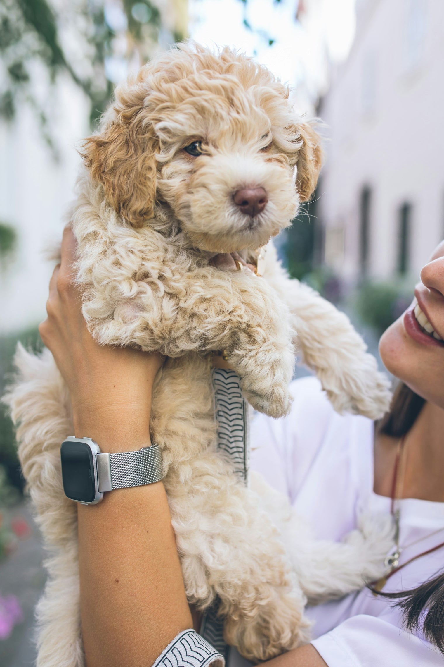 Why Use a Slicker Brush for Your Goldendoodle?
