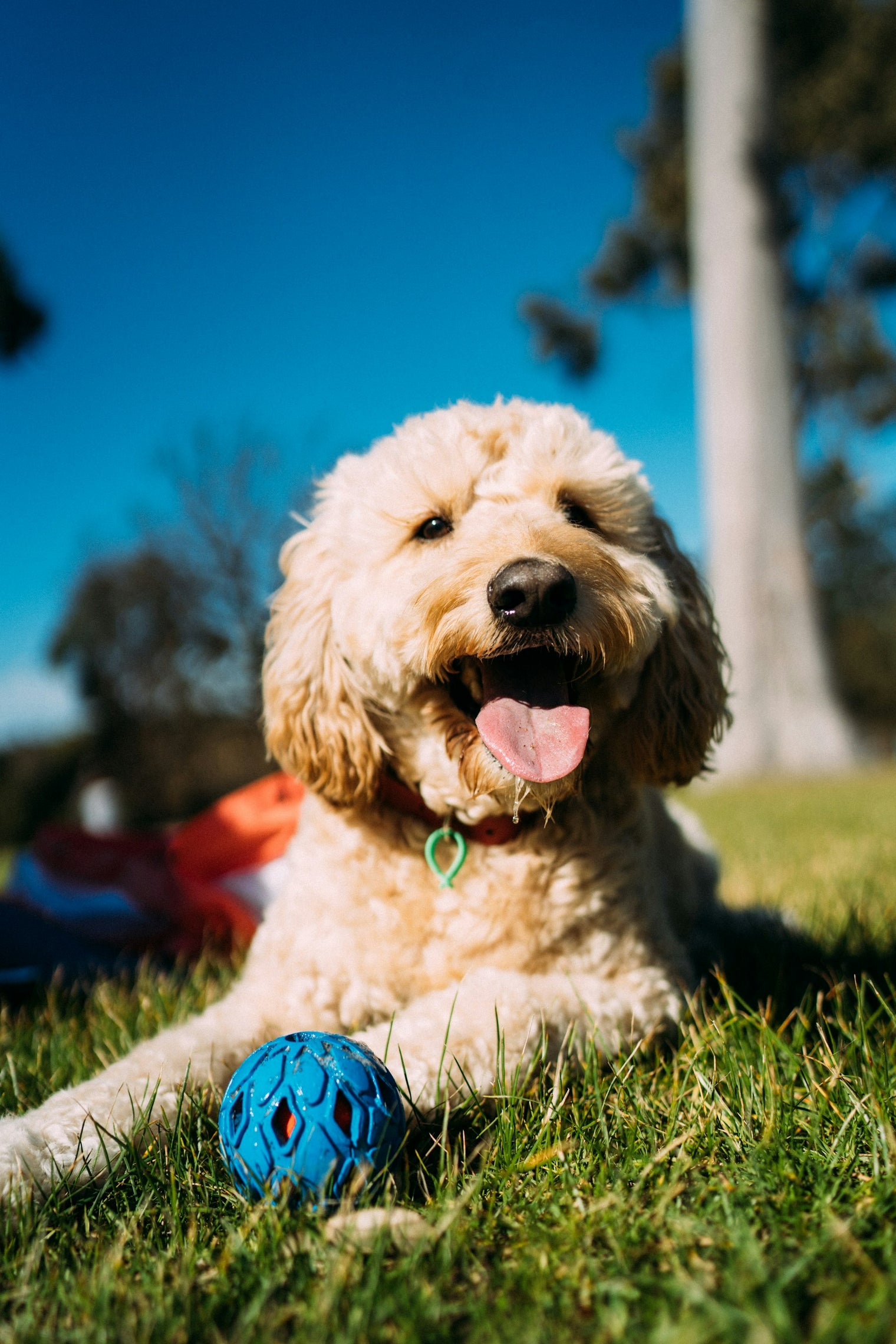 Tips for Keeping Your Goldendoodle's Coat Healthy